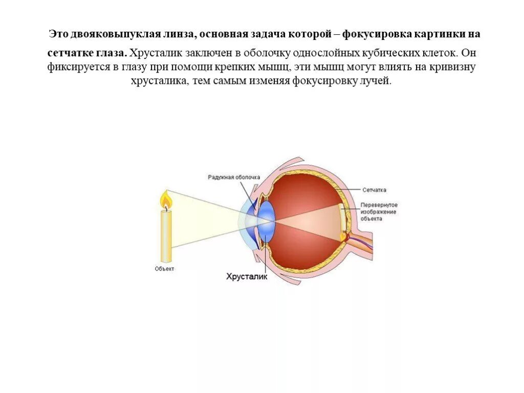 Фокусировка глаза человека. Хрусталик двояковыпуклая линза. Фокусировка изображения на сетчатке. Фокусирует изображение на сетчатку. Изображение на сетчатке глаза.