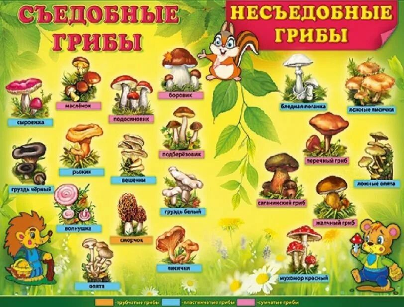 Съедобные и несъедобные грибы рисунок. Съедобные грибы и несъедобные грибы названия. грибы для детей с названиями съедобные и несъедобные. игра съедобные и несъедобные грибы.