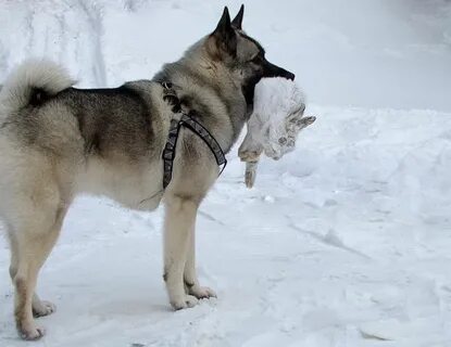 Норвежская лайка