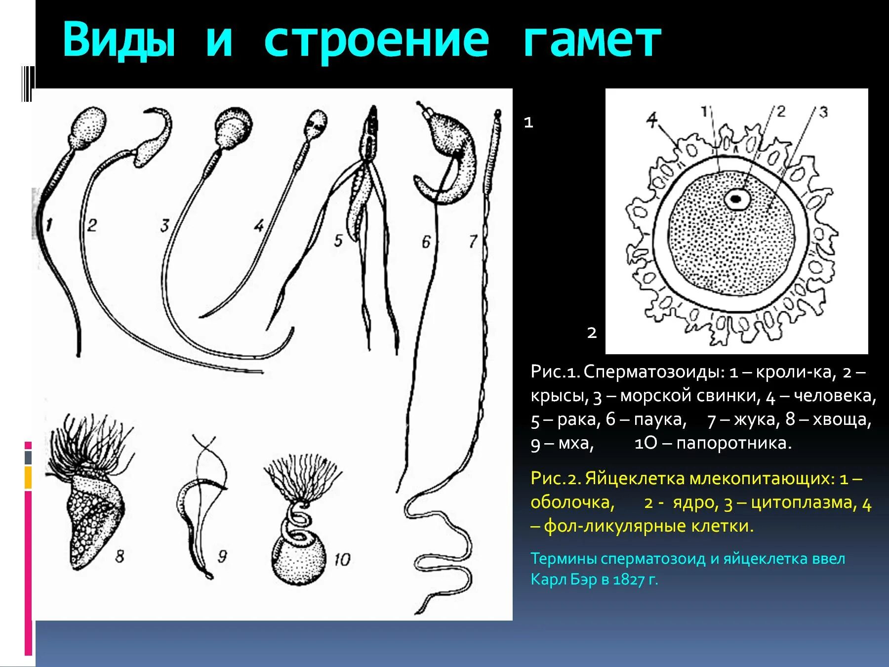 Спермий мха. Строение половых клеток яйцеклетка. Сперматогенез и строение спермиев. Сперматозоид строение анатомия. Строение половых клеток гамет.