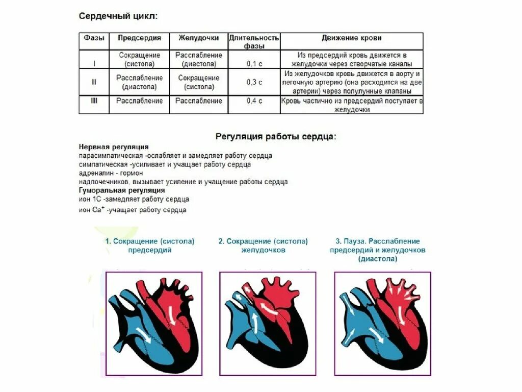 Фазы сердечного цикла физиология. Сердечный цикл биология 8 класс. Схема сердечного цикла физиология. Систола желудочков 2 фазы. Пассивное наполнение сердца кровью фаза сердечного цикла