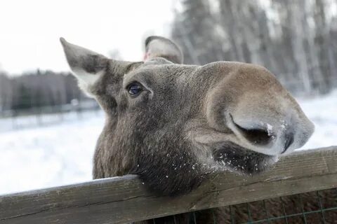 Животные мытищ