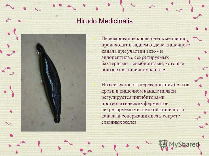 к какому типу относится медицинская пиявка