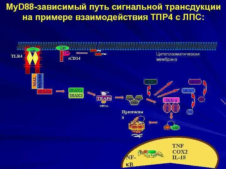 Зависимые пути. Сигнальные молекулы и сигнальная трансдукция. Общие представления о сигнальной трансдукции. Механизм сигнальной трансдукции. Механизм трансдукции звука.