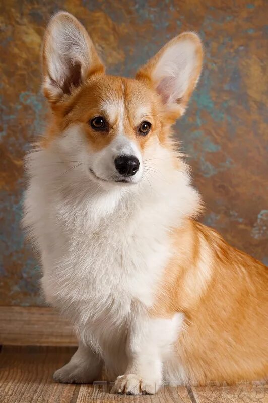 вельш корги мерлен. собака вельш корги пемброк девочка. корги пемброк девочки. вельш-корги-пемброк фото. моно вельш корги пемброк 2021.