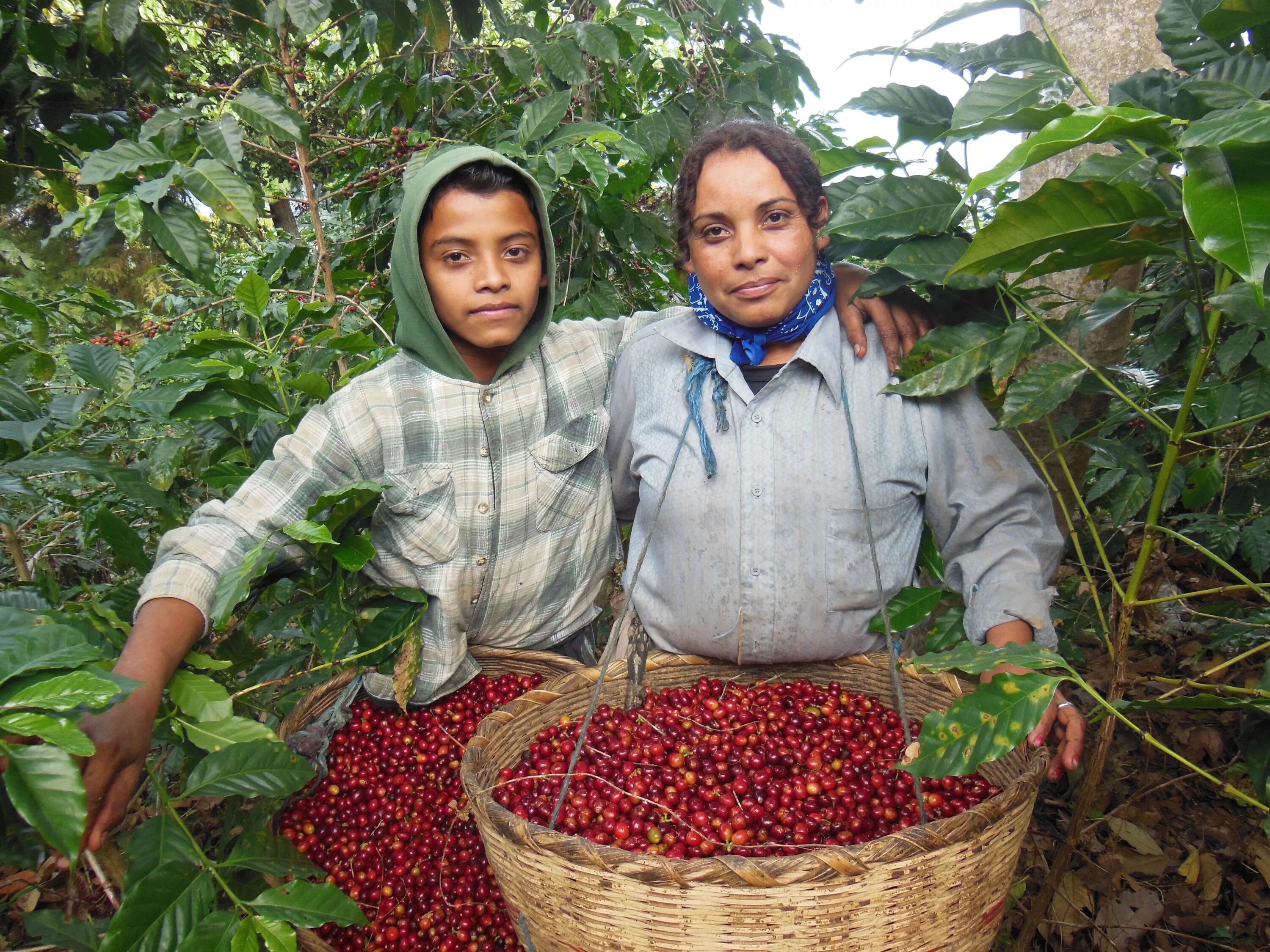 Колумбия страна кофе. Кофе Сальвадор Пакамара. Кофе из Сальвадора. Coffea Arabica плантации. Плантации кофе в Бразилии.