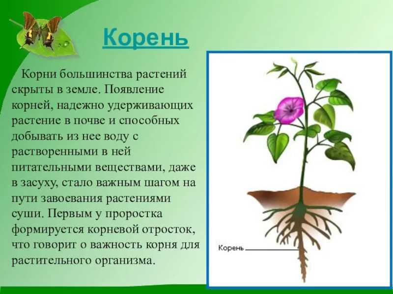 Растения биология. Растения 5 класс биология. Растение на урок биологии. Сообщение про растение биология. Растения города 7 класс биология конспект