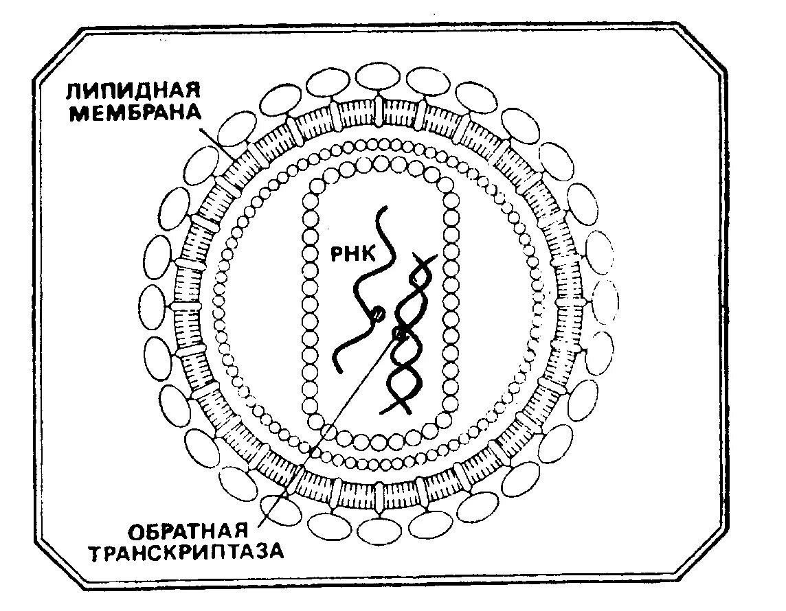 Обратная транскриптаза вируса. Ревертаза Обратная транскриптаза. Обратная транскрипция у вирусов. Обратная транскриптаза ВИЧ. Обратная транскриптаза