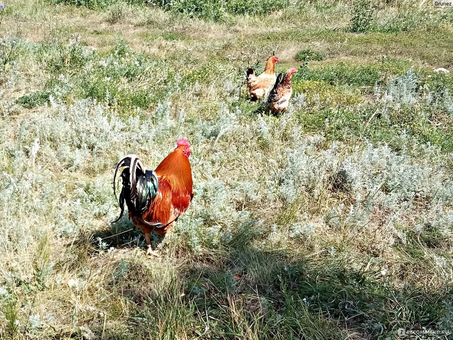 Могут ли куры нести яйца без петуха