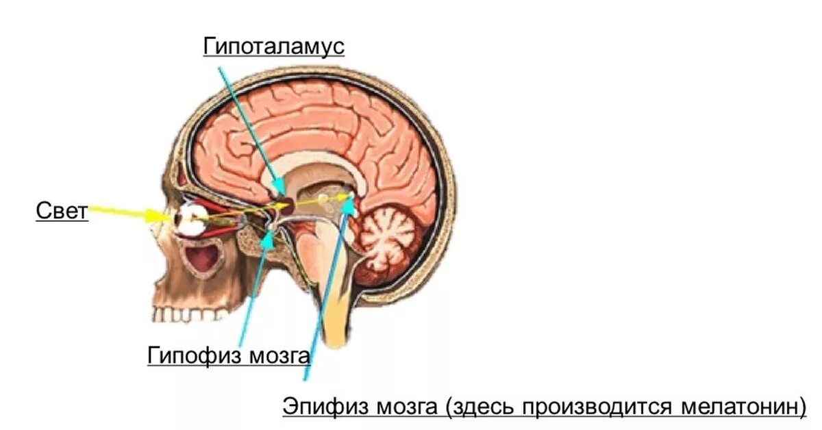 Гипофиз в голове. Гипофиз эпифиз таламус. Гипоталамус гипофиз эпифиз схема. Расположение гипофиза эпифиза и гипоталамуса. Шишковидная железа и гипофиз расположение.