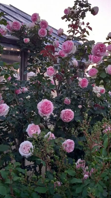 питомник роз успех каталог