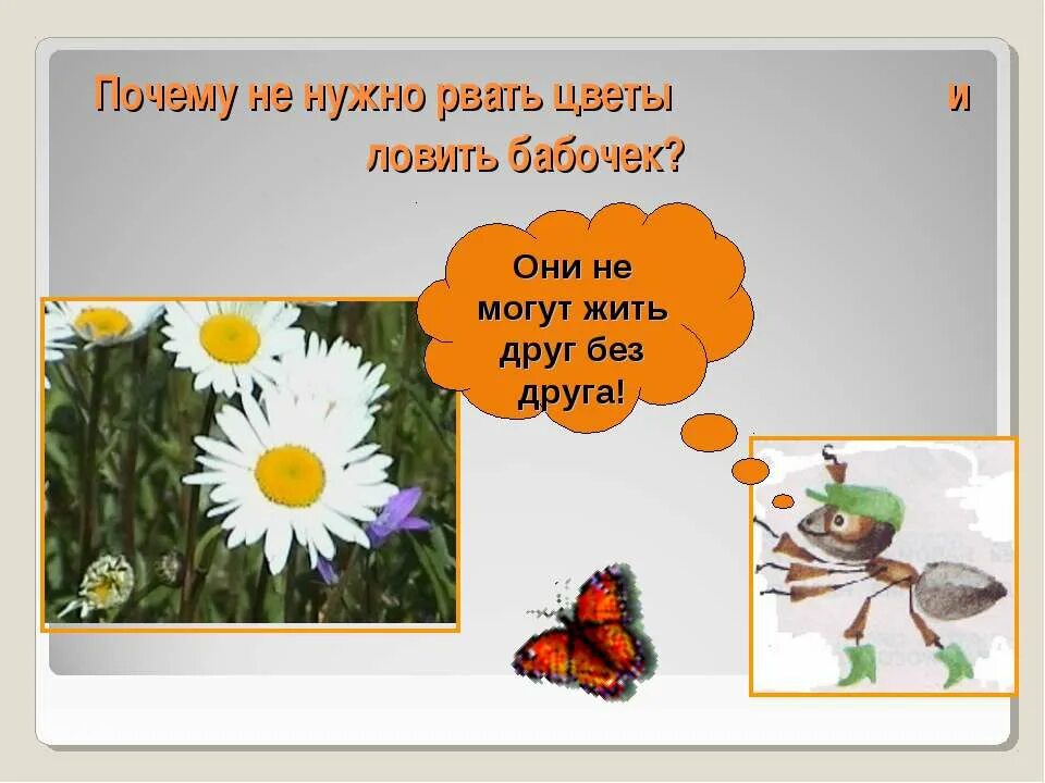 Рвать цветы и ловить бабочек. Почему не надо рвать цветы и ловить бабочек. Почему нельзя рвать цветы и ловить бабочек. Не будем рвать цветы и ловить бабочек.