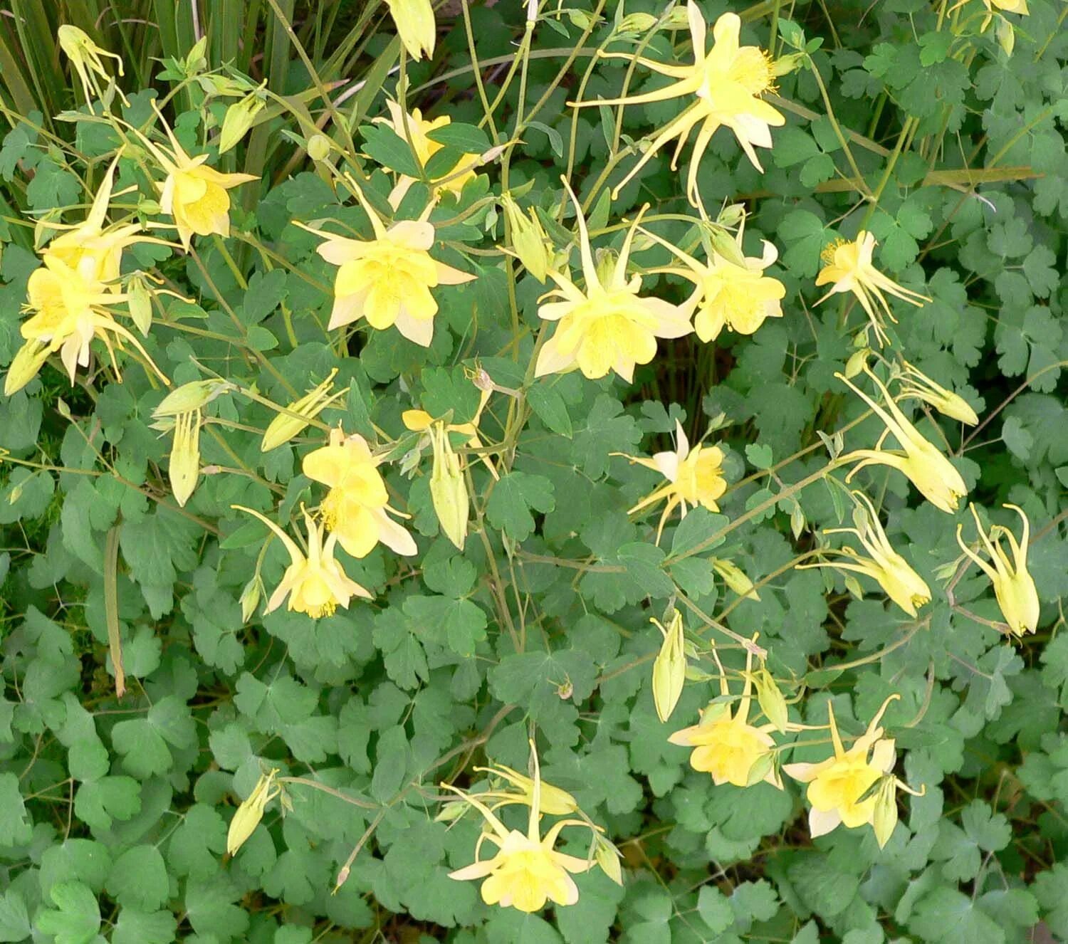 Аквилегия "Spring Magic Yellow" (Aquilegia) - Пейзажная мастерская "Мой сад"