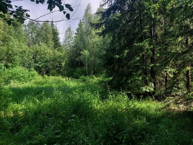 серпухов леса. сосной лес в серпухове. серпуховские леса. русский лес серпухов. сосной лес в серпухове.