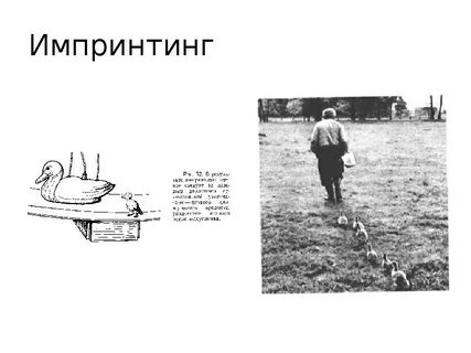 Явление запечатления открыто