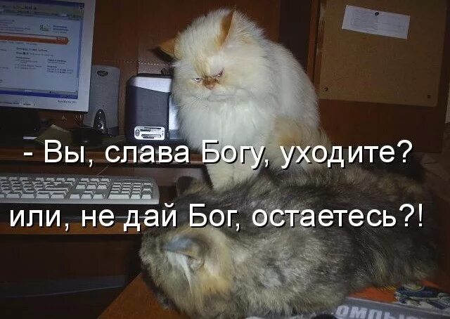 Вы уходите слава богу или остаётесь. Кто рано встаёт то му бог даёт. Есть врач от бога есть врач ну с богом и врач не дай бог. Дай бог. Анекдоты про бога.