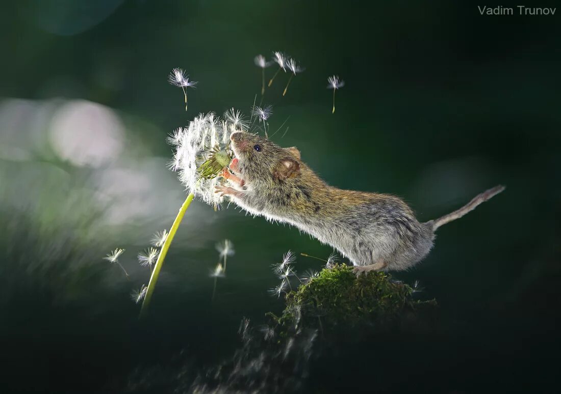 Можно ли хомякам одуванчики. Мышка на одуванчике. Мышь в природе. Мышка в цветке.