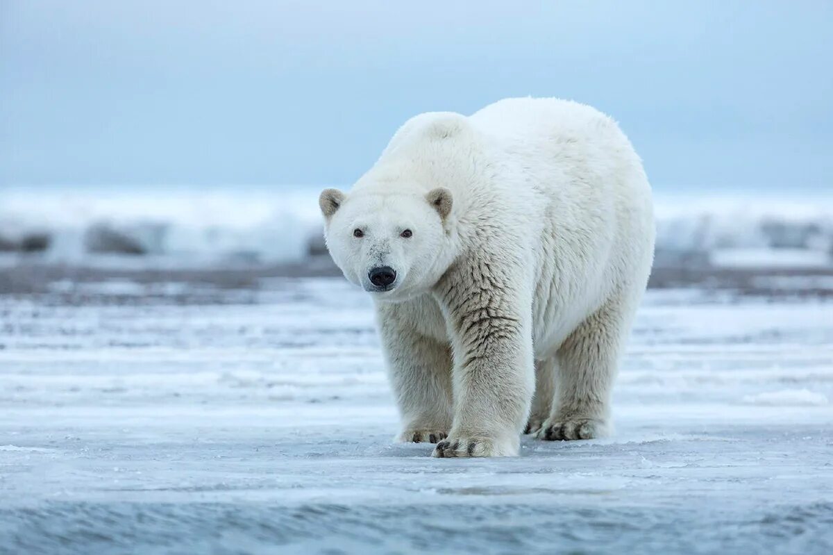 Полар Беар. Полар Беар (Polar Bear). Белый медведь и Полярный медведь. Белый медведь (Лаптевская популяция).