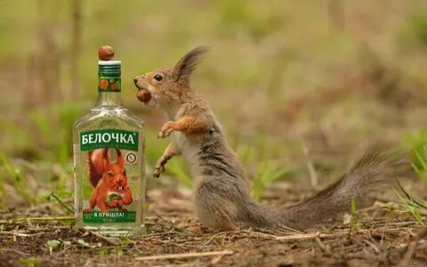 Почему приходи белочка