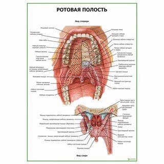 Полость рта анатомические особенности