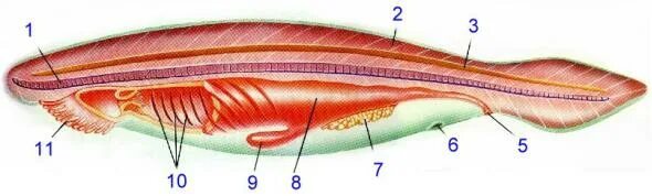 Диафрагма у хордовых. Тип Бесчерепные класс Ланцетники. Осевой комплекс органов ланцетника. Гонады у ланцетника. Мышцы ланцетника.