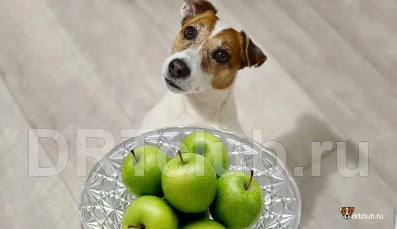 Можно давать яблоко щенку. Собака с яблоком. Собачка с яблочком. Яблоня и собака. Баннер собака с яблоками.