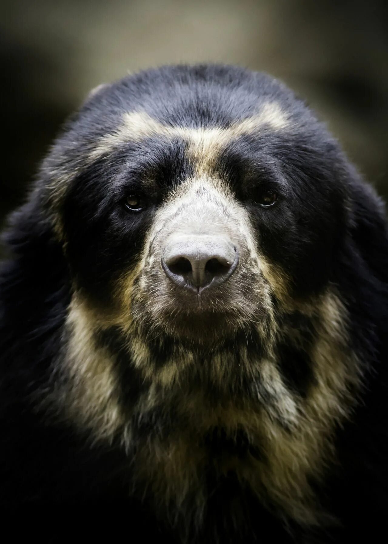 Животные южной америки очковый медведь. South bear. Медведь сим. South bear. South bear.