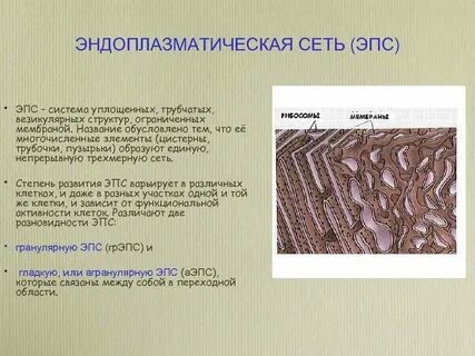На рисунке изображена схема везикулярной системы клетки