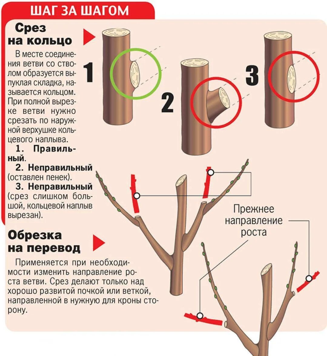 Можно ли спиливать ветки