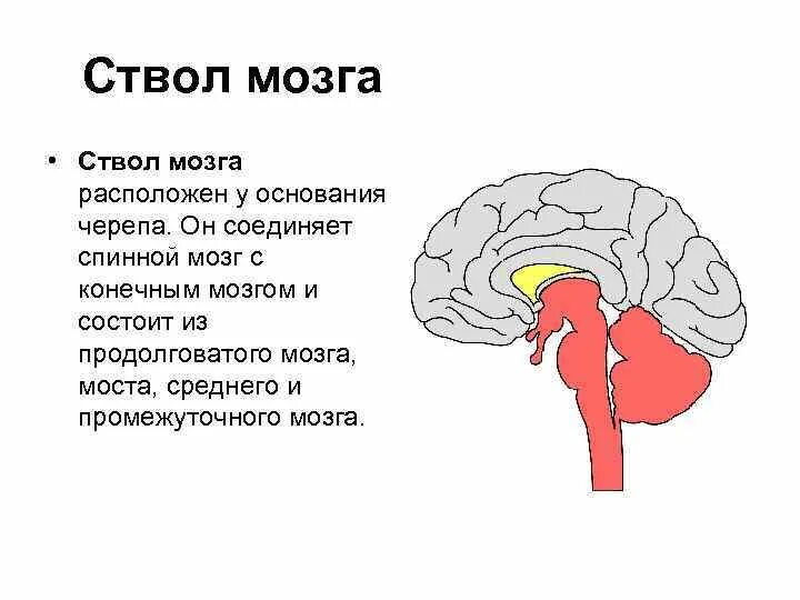 Отделы ствола мозга схема. Ствол мозга строение и функции. Ствол мозга расположение. Нижние отделы ствола мозга.