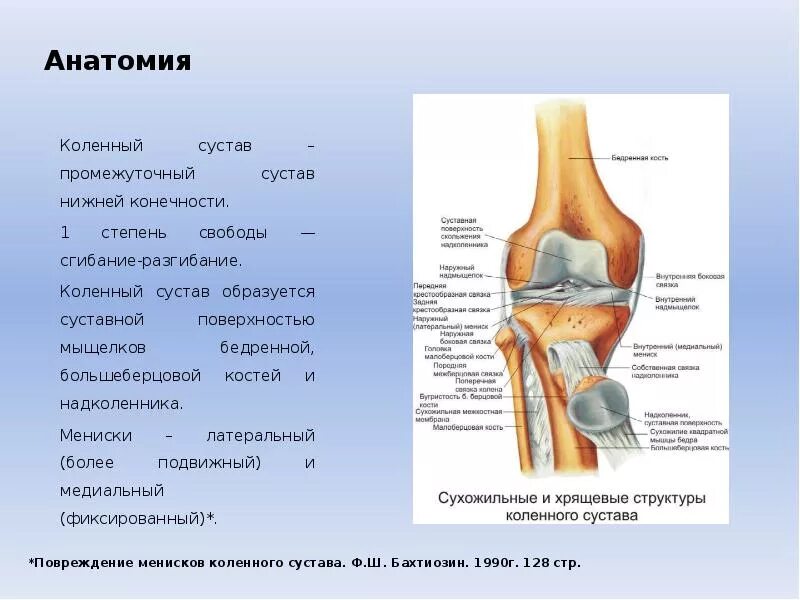 Связки образованы. Функции коленного сустава человека анатомия. Функции локтевого сустава анатомия. Схема строения коленного сустава человека. Коленный сустав кости образующие сустав.