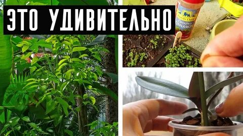 Корица для рассады помидор