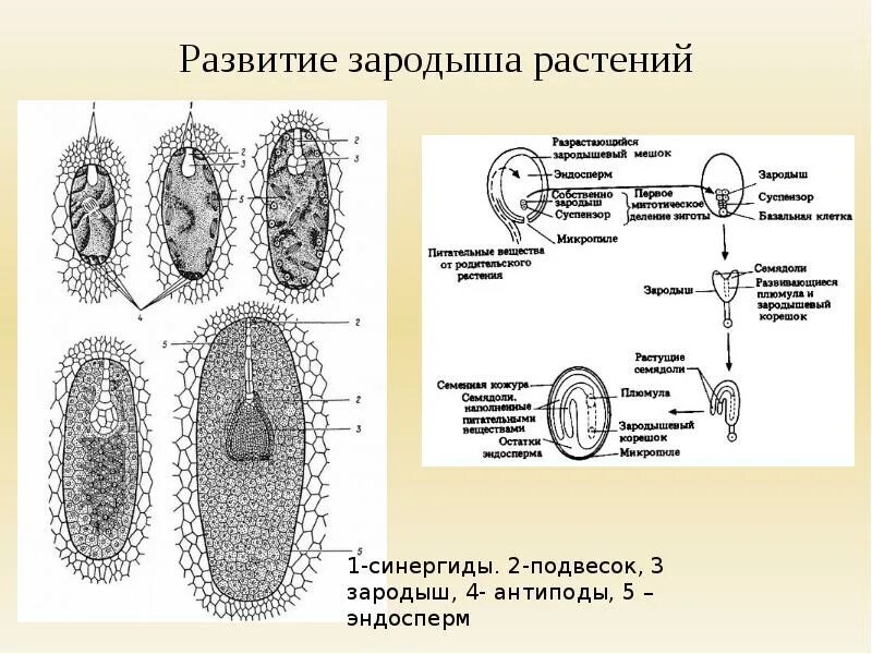 Стадии развития зародыша растения. Эмбриональный период развития растений. Эмбриональный этап развития растений. Зигота зародыш покрытосеменных растений.