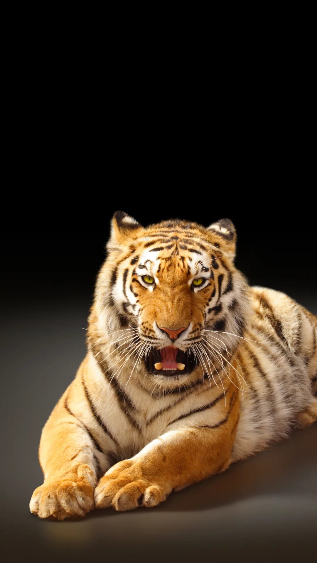 Заставки на телефон тиграми бесплатные. Тигр. Тигр на заставку. Тигр фон. Тигр большая кошка.