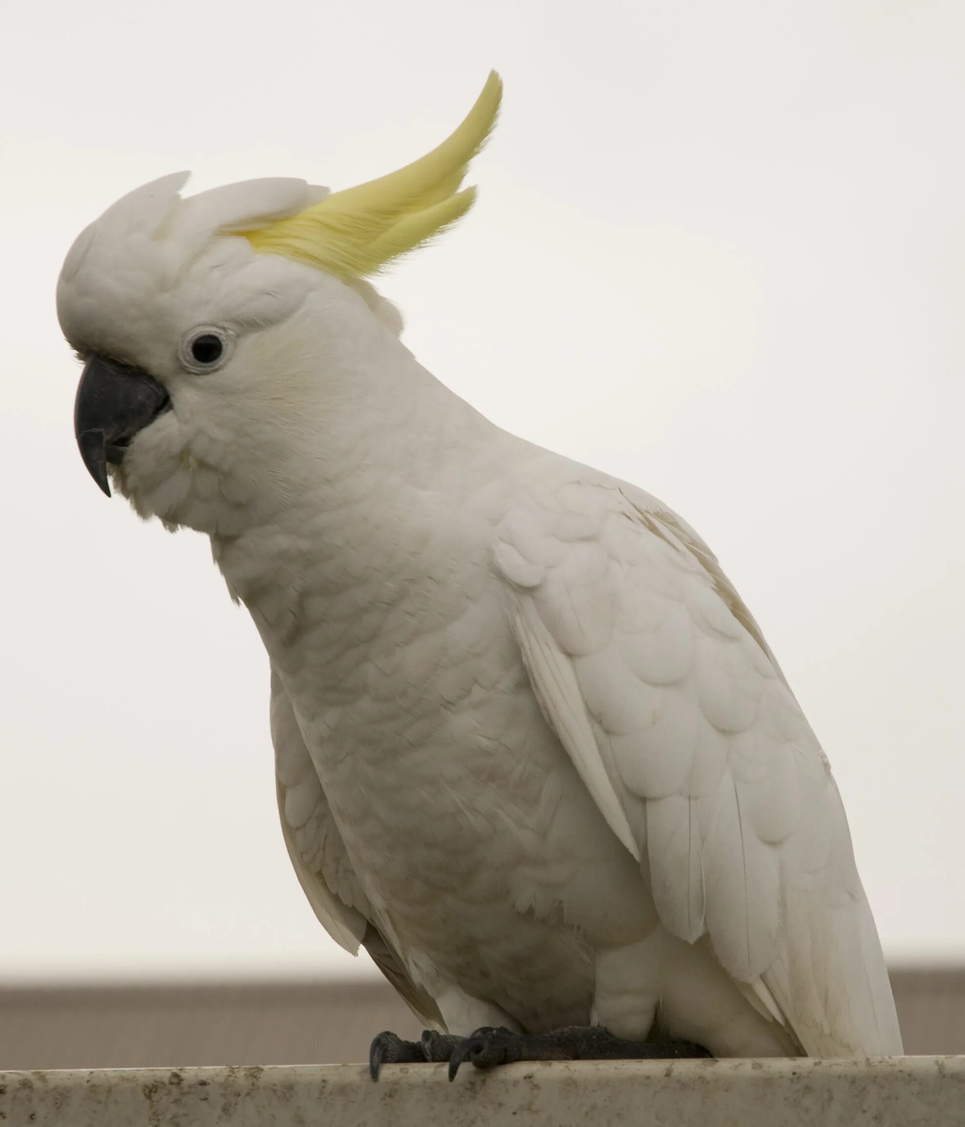 Род какаду в русском. Соломонов Какаду. Какаду соломонский (Cacatua ducorpsii). Большой желтохохлый Какаду. Малый желтохохлый Какаду.