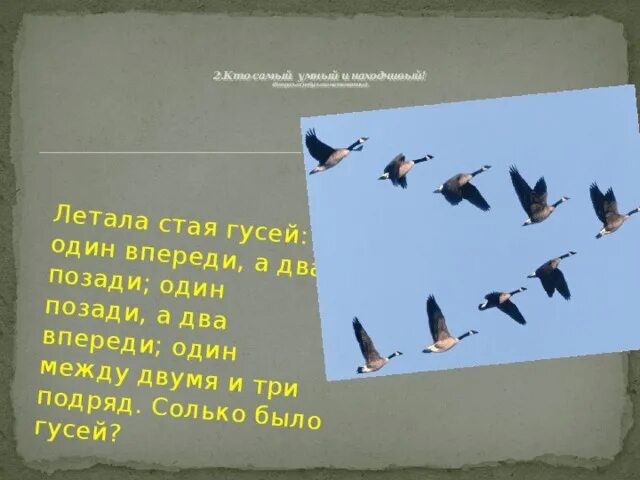 Загадка летела стая птиц. Стая гусей. Летала стая гусей. Летела стая гусей один впереди. Большие стаи гусей.