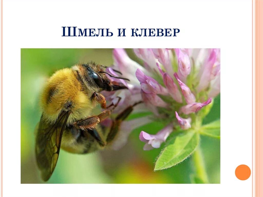 Пчелы и шмели тип взаимоотношений. Шмель опыляет Клевер. Шмель и Клевер мутуализм. Опыление клевера шмелями. Шмель опыляет Клевер Тип взаимоотношений.
