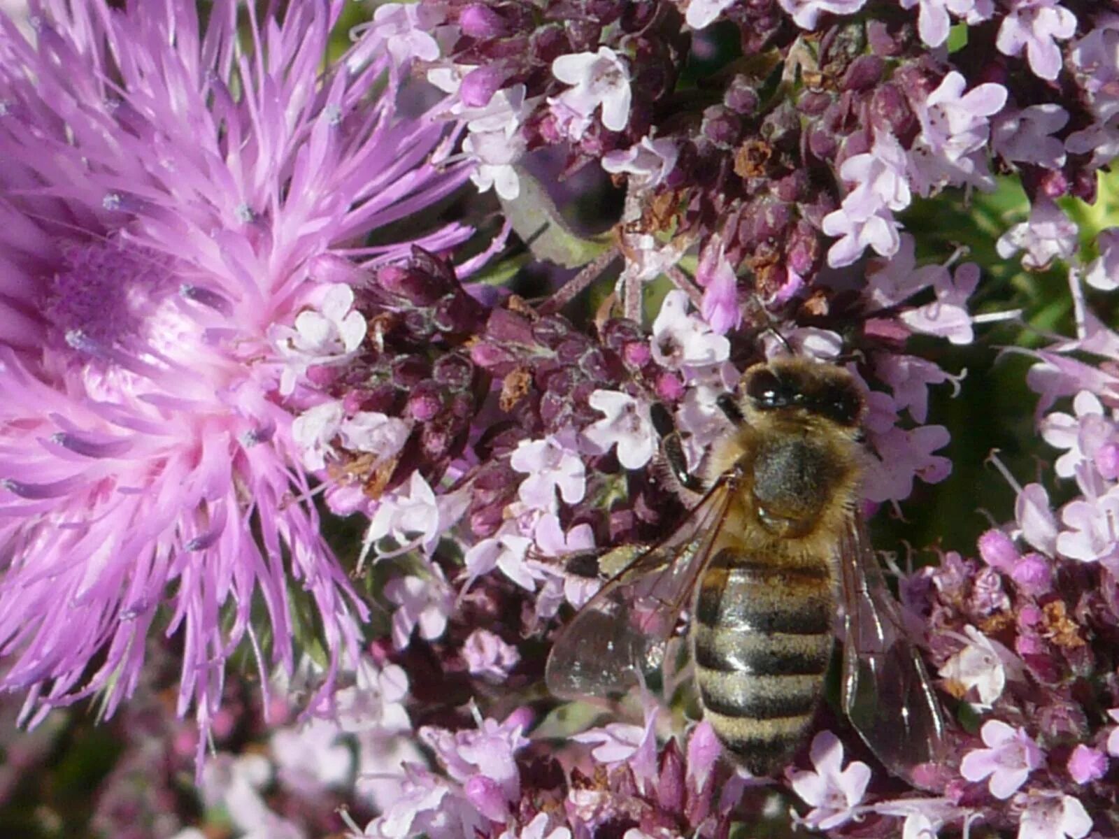 Медоносы многолетники донник. Растения медоносы для пчел.