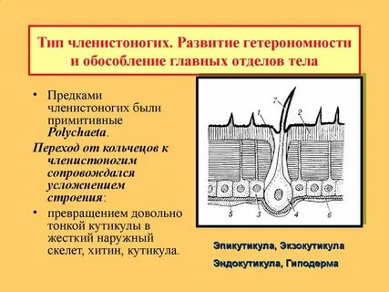 Роль эпикутикулы в водном обмене насекомого