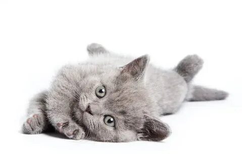 Серый кот на белом фоне