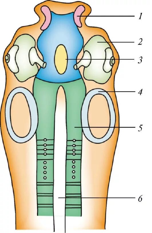 общая схема внутреннего строения хордового животного сбоку. нервная система ланцетника. спинная струна. ланцетник хорда нервная трубка. спинная струна.