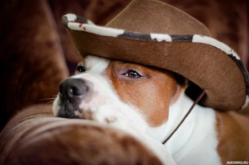 Животные шляпа. Собака в шляпе. Собака в ковбойской шляпе. Животное в ковбойской шляпе. Животные в головных уборах.