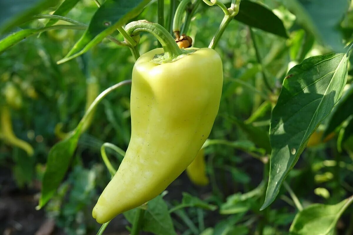 Покажи сладкий перец. Перец Capsicum annuum. Capsicum annuum сладкий перец. Болгарский сладкий перец. Перец зелёный болгарский.