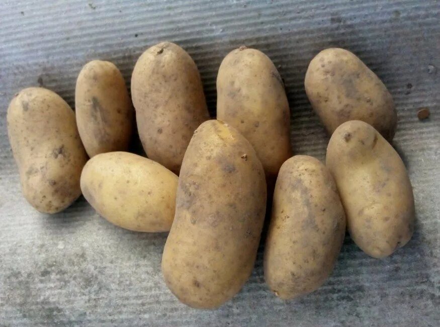 Лучший ранний картофель