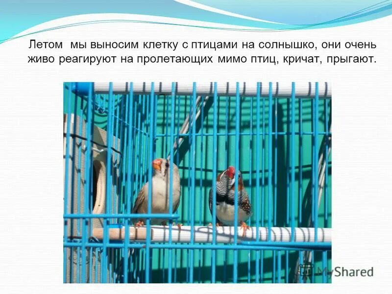 Пролетающую мимо птицу. Пролетающую мимо птицу