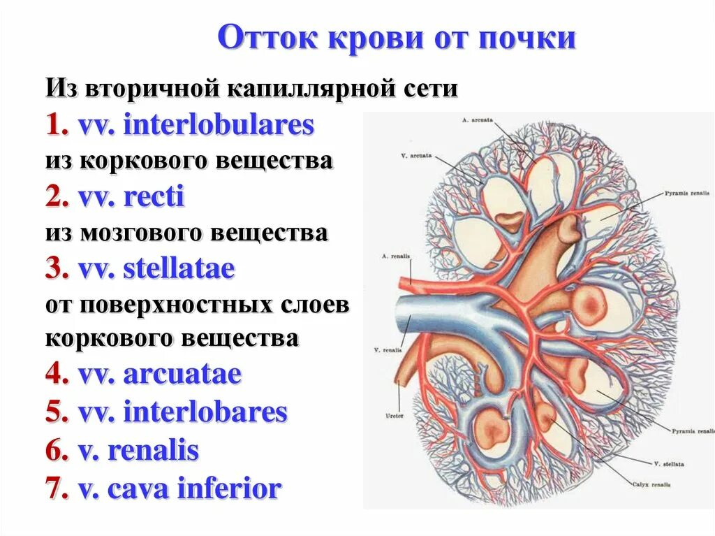 Почечные вены какая кровь. Анатомия венозной системы почек. Анатомия левой почечной вены. Первичная и вторичная капиллярная сеть почки.