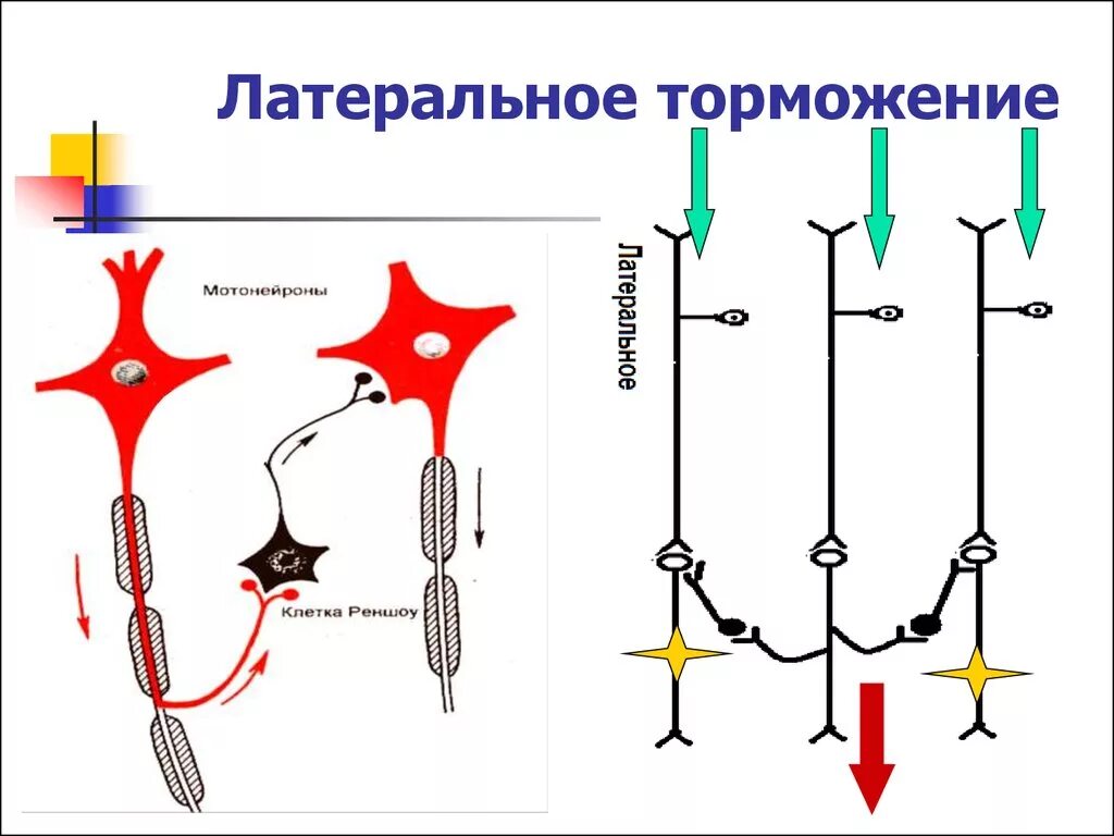 Латеральное торможение в ЦНС схема. Реципрокное возвратное и Латеральное торможение. Латеральное постсинаптическое торможение схема. Торможение в ЦНС Латеральное возвратное реципрокное. Возвратное торможение