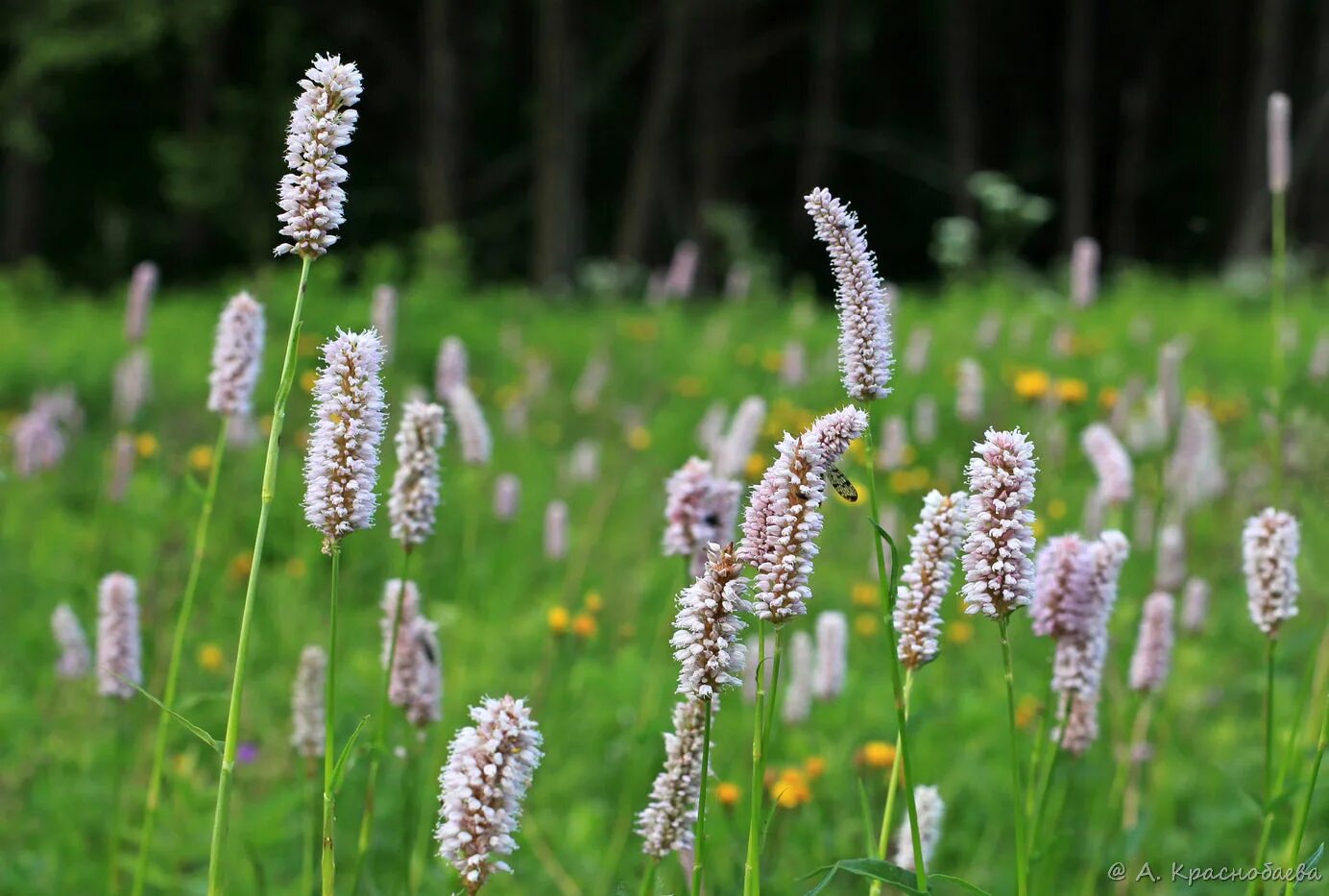 Bistorta officinalis. Bistorta змеевик. Змеевик лисохвостниковый. Горец змеиный.