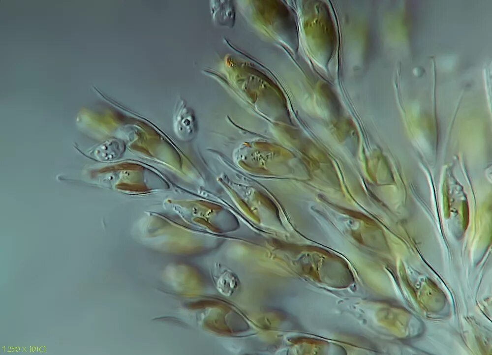 Золотистые водоросли. Желто зеленые золотистые водоросли. Отдел золотистые водоросли (chrysophyta). Золотистые водоросли. Бурая водоросль (macrocystis pyrifera),.