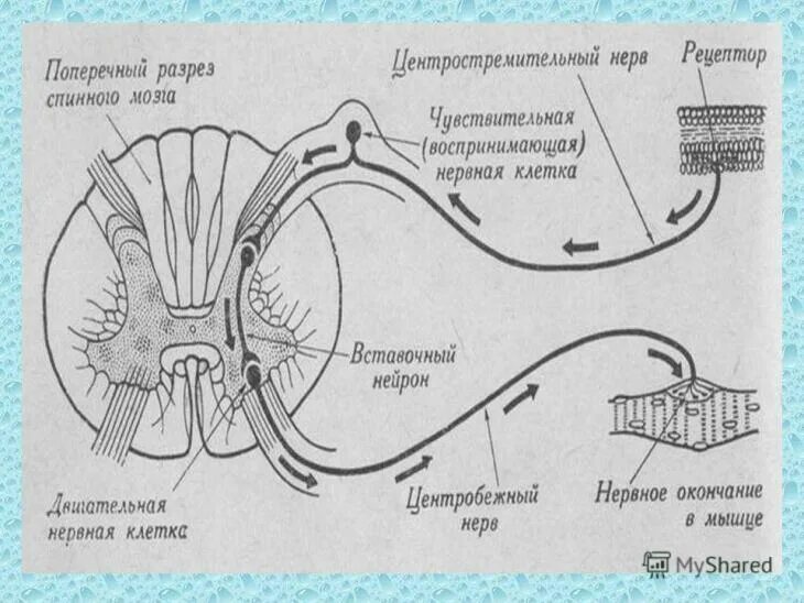 Рефлекс отдергивания руки от горячего. Схема рефлекса. Схема соматического рефлекса. Рефлекторная дуга порядок нервного импульса. Схемы рефлекторных дуг рефлексов.